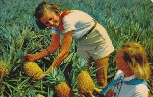 Hawaii Honolulu Luscious Pineapples