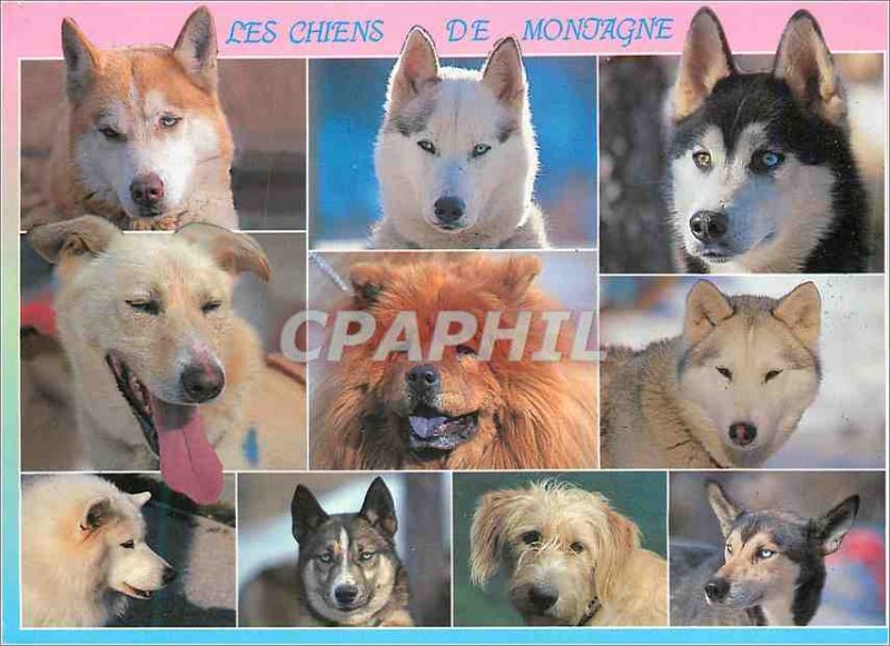 Modern Postcard the Mountain Dogs Dog Eskimo from Greenland