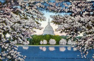 [ Linen ] US Washington, D.C. - Capitol Through Cherry Blossoms