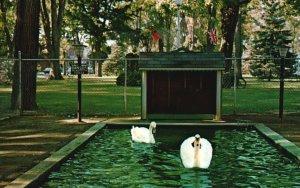 Vintage Postcard Sam and Betty Famous Swans Village Green Swanton Vermont VT