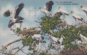 Florida Wood Ibis In An Everglades Rookery 1946 Curteich