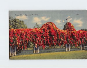 Postcard Flame Vine (Bignonia Venusta), Florida