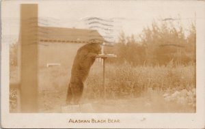 Alaskan Black Bear Alaska AK Drinking Water c1942 US Censorship RPPC Postcard H5