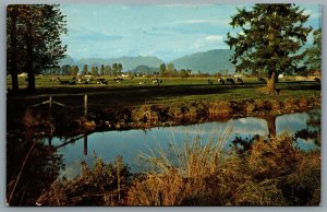 Postcard c1960s Beautiful British Columbia Pastoral Tranquility Cows In Field