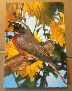 UNUSED POSTCARD - REDSTART - MADE IN GERMANY