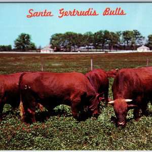 c1960s Santa Gertrudis Bulls King Ranch Chrome Postcard South Texas A102