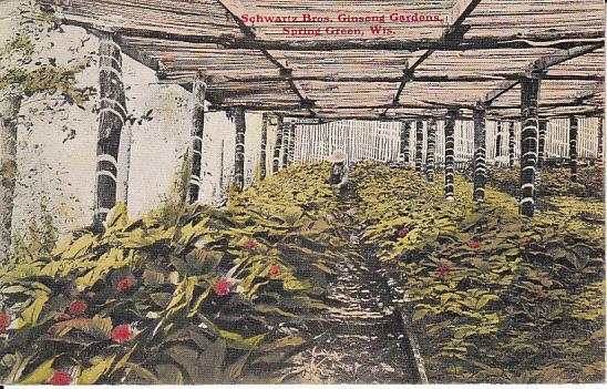 Schwartz Bros. Ginseng Gardens, Spring Green Wisconsin 1910