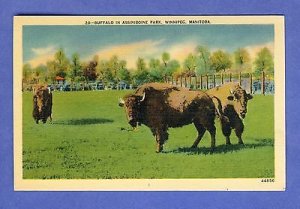 Winnipeg, Manitoba, Canada Postcard, Buffalo In Assiniboine Park