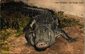 Vtg Old Columbus Alligator Caspers Gator Jungle St Augustine Florida FL Postcard