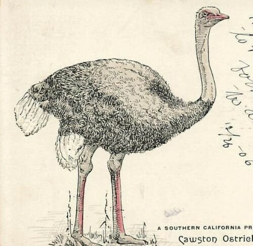 c1905 Cawston Ostrich Farm Advertising Southern California Product  P248 