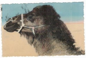 Algeria 1950 Unused Postcard Bou Saada Oasis Camels