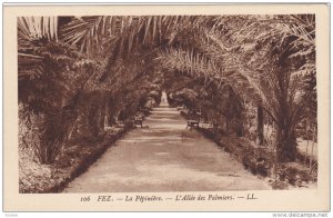 Fez, La Pepiniere, L' Allee des Palmiers, Morocco, 10-20s