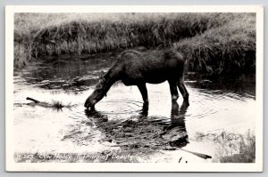 Ross Hall RPPC Cow Moose A Thing of Beauty Real Photo Postcard L24