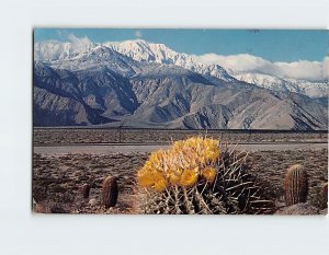 Postcard A Springtime Contrast On The Desert