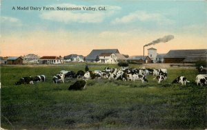 c1910 Postcard; Model Dairy Farm Sacramento CA Holstein Cows Farming Agriculture