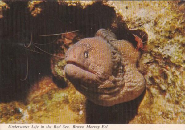 Brown Moray Eel Underwater Life in The Red Sea