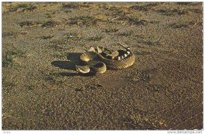 B.C. Rattlesnake , Cache Creek to Lyton , B.C., Canada , 40-60s