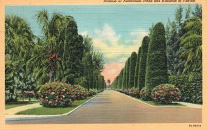 Vintage Postcard 1943 Avenue Australian Pines Hibiscus Sightseeing Florida FL