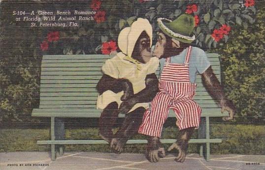 Monkeys A Green Bench Romance At Florida Wild Animal Rach Saint Petersburg Fl...