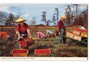 Cape Cod Massachusetts MA Vintage Postcard Harvesting Cranberries on Cape Cod