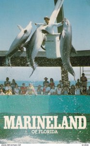 Dolphins , Marieland of Florida , 50-60s
