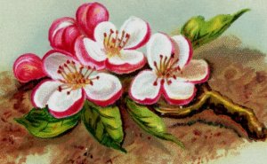 1880s Victorian A Bright New Year To You Card Lovely Blossoms P57