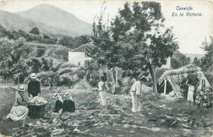 Spain Tenerife en la Victoria farming farm village agriculture vintage postcard 