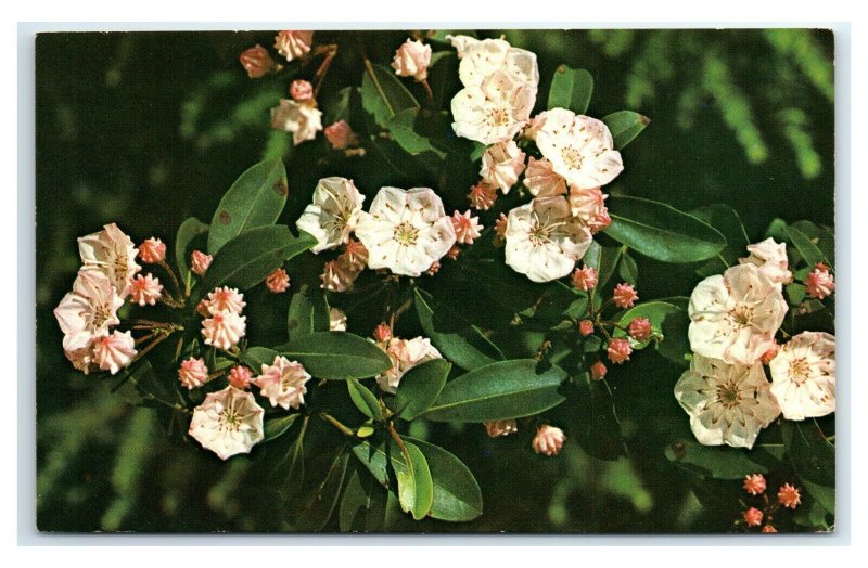 Postcard Mountain Laurel (Kalmia latifolia) Wildflowers of the Mountains G63