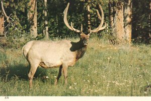 Elk