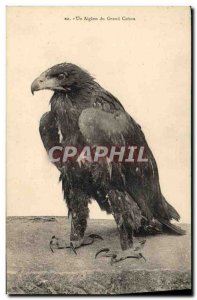 Old Postcard An eaglet Grand Canon Raptor