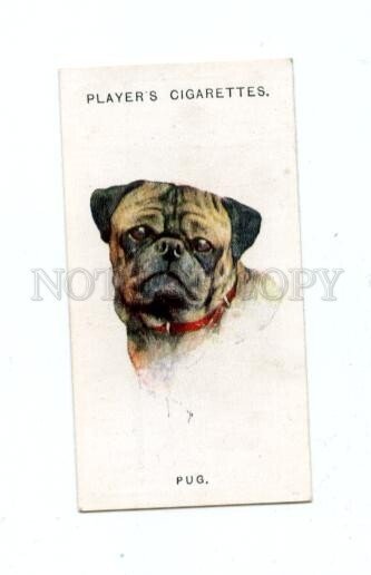 166929 PUG by WARDLE John Player CIGARETTE card ADVERTISING