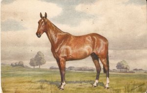 Horse.Knighbridge, a hunter golding  Old vintage Swiss, artist signed, postcar