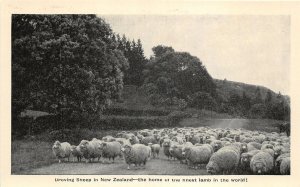 Lot300 new zealand the home of finnest lamb in the world