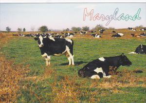 Maryland Typical Dairy Farm With Cows