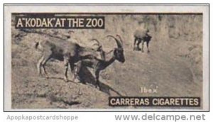 Carreras Cigarette Card Kodak At Zoo 1st Series No 34 Ibex