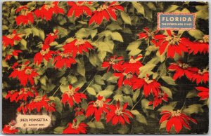 1950's Red Poinsettia The Everglades State Florida's Flower Posted Postcard