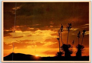 M-89218 Graceful Yucca or Spanish Bayonet in Golden Desert Sunset