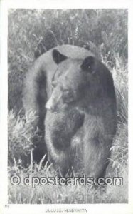 Duluth Minnesota, USA Bear Postcard