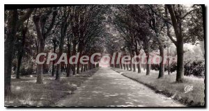 Modern Postcard Auxerre Allee de l'Arbre Sec