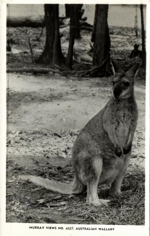 australia, Australian Wallaby (1940s) RPPC