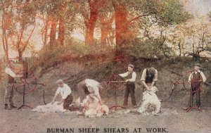 Burman Sheep Shears At Work Old Farm Shearing Advertising Postcard