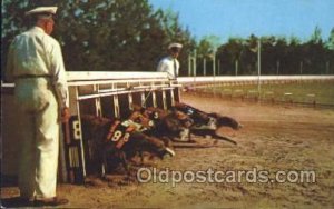 Greyhound Racing in Florida Dog Racing Writing On Back writing on back