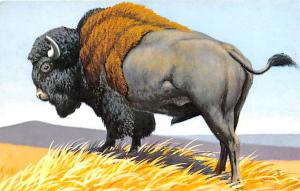 Post Card Old Vintage Antique Postcard Bison