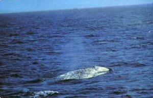 CA Gray Whale - MIsc