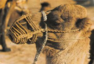 BG14187 un chameau  camel   tunisia