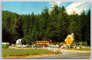 Redwood Hwy California~Parking Area Entrance @ Trees Of Mystery~Vintage Postcard