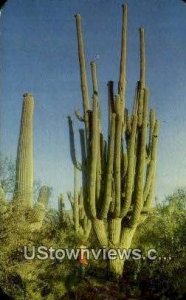 Saguaro National Monument, Arizona,