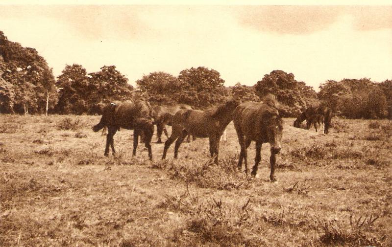 Horses. New Forest Ponies Nice antique English postcard