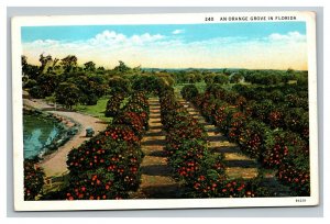 Vintage 1935 Postcard Orange Grove Antique Car Farm in Florida