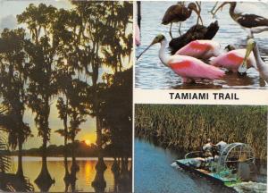 BF28014 tamiam trail in florida  USA  front/back image